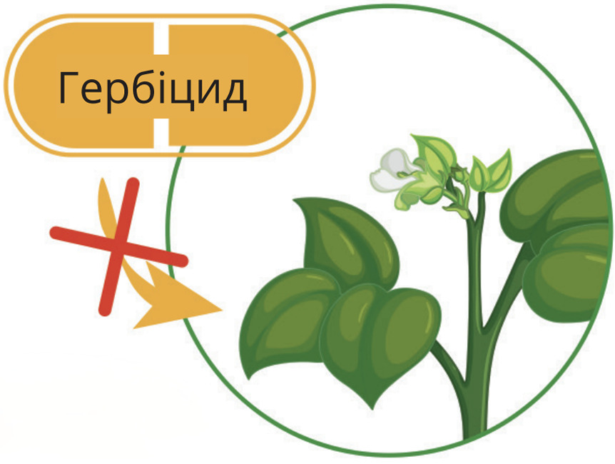 Рослина не сприймає гербіцид